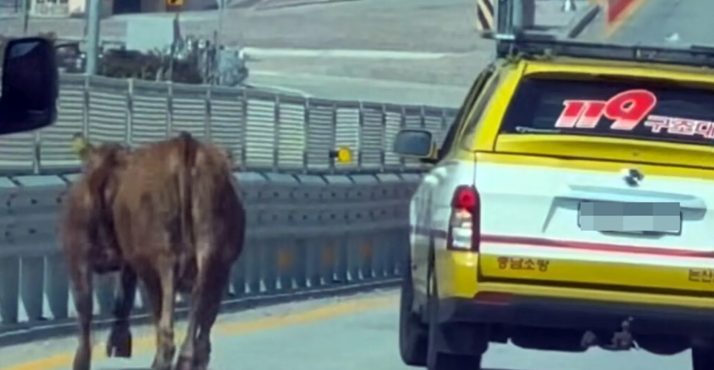 cattle korea roads
