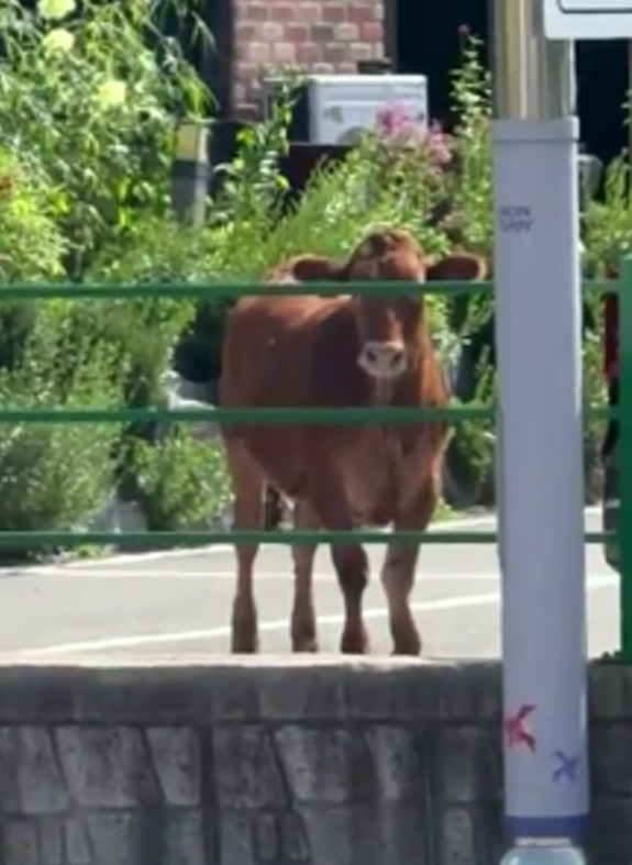 cattle korea roads