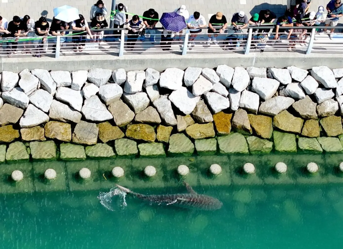 shark busan