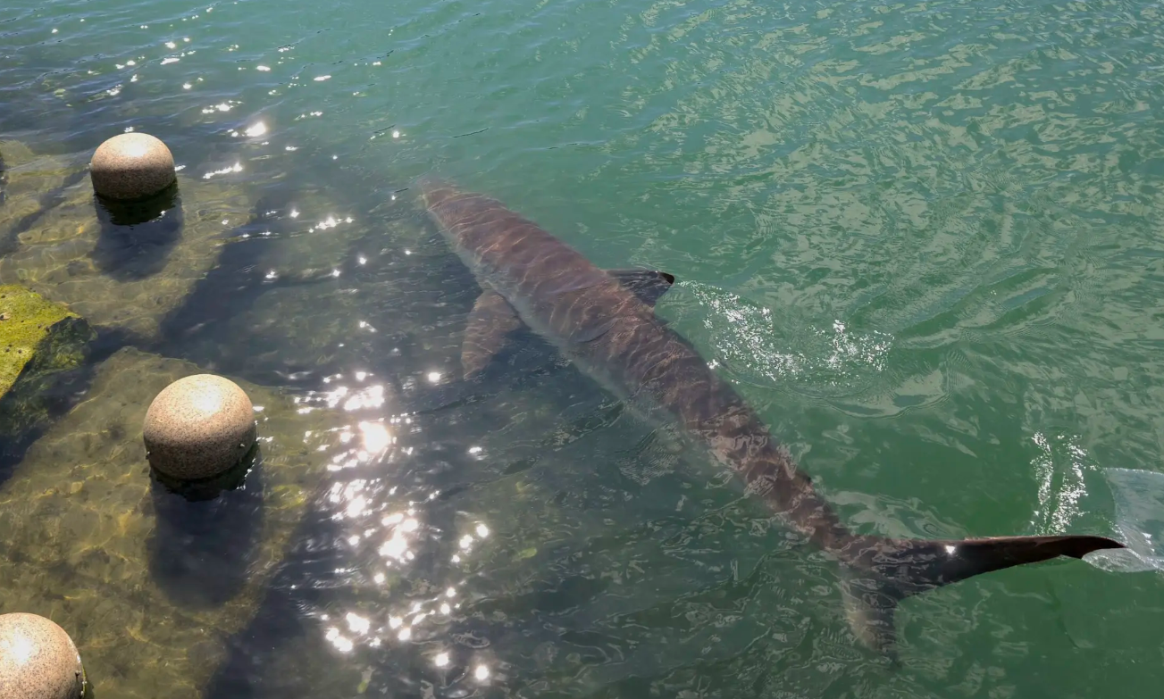 shark busan