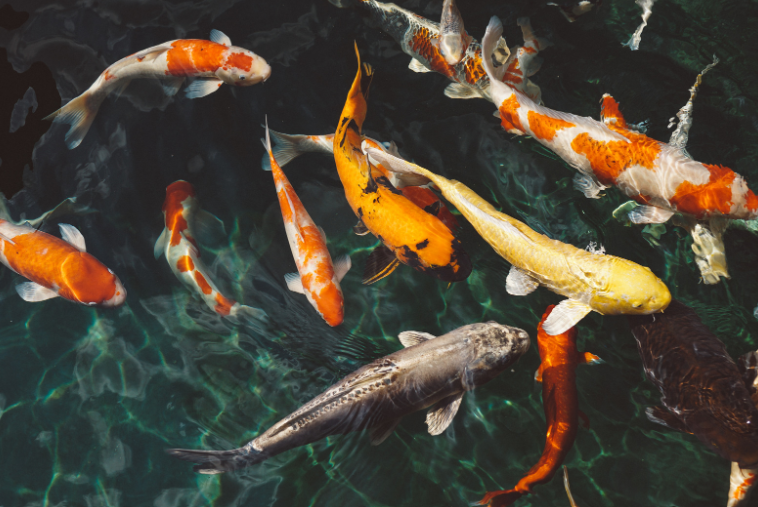 carp swept away