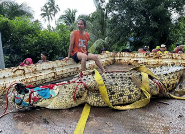400kg crocodile thailand