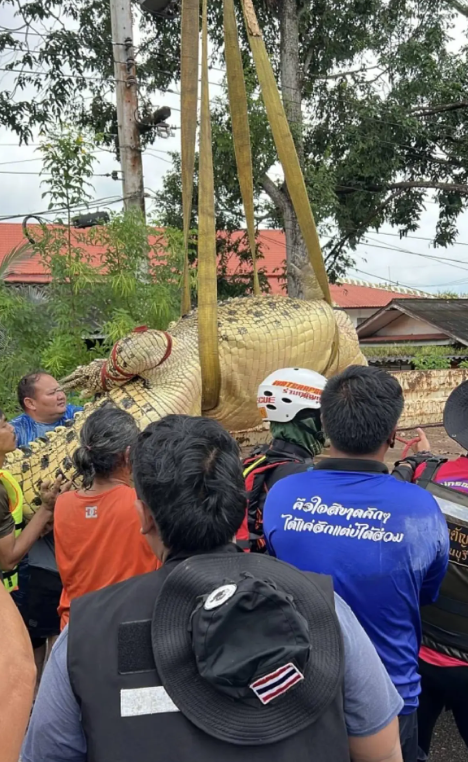 400kg crocodile thailand