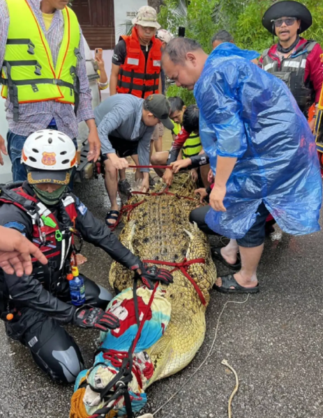 400kg crocodile thailand
