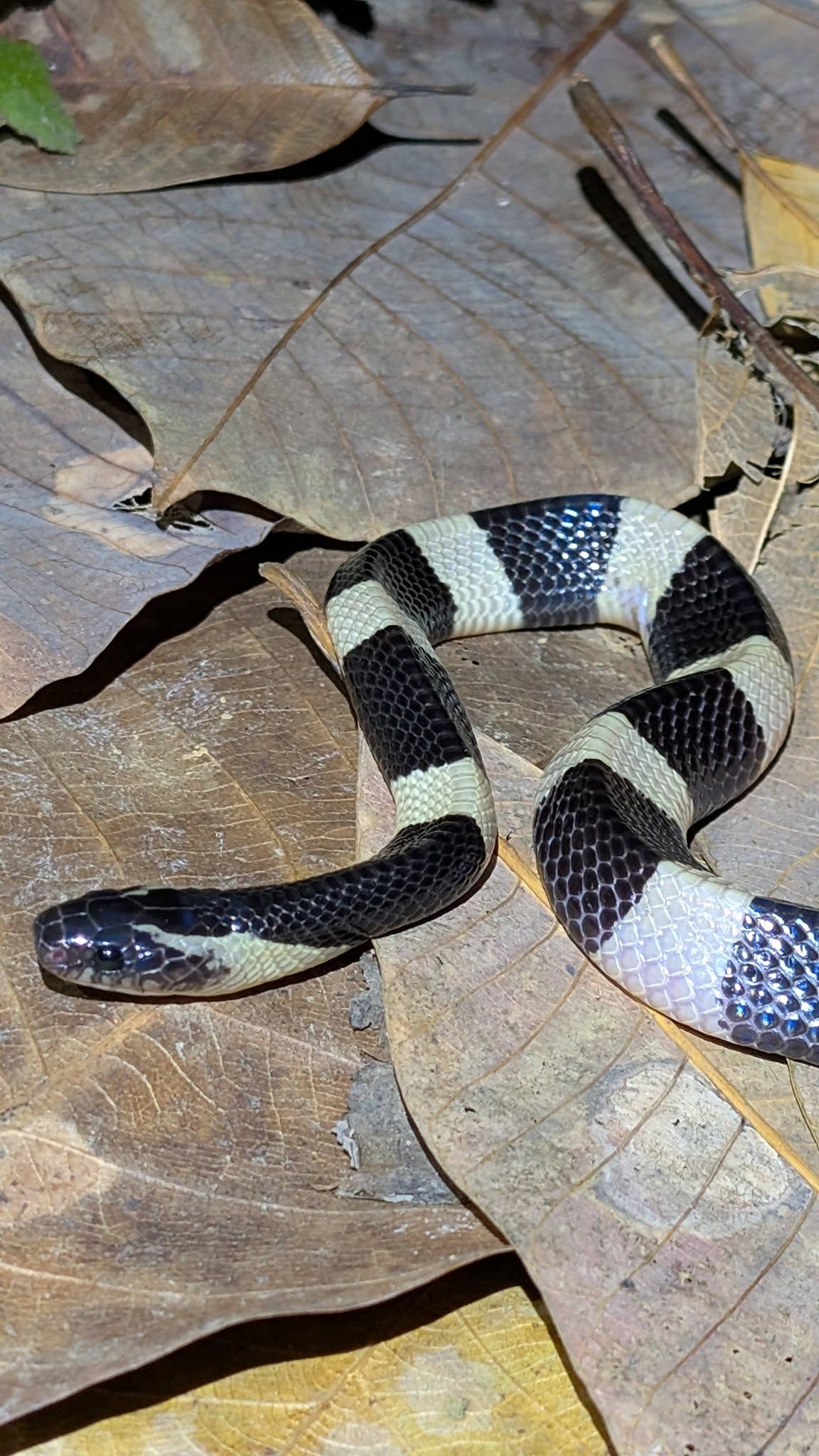 krait cobra pulau ubin