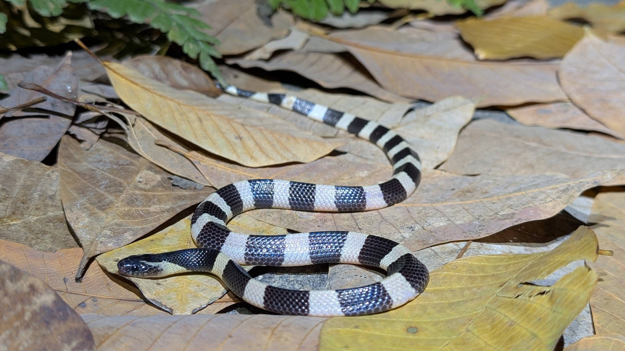 krait cobra pulau ubin