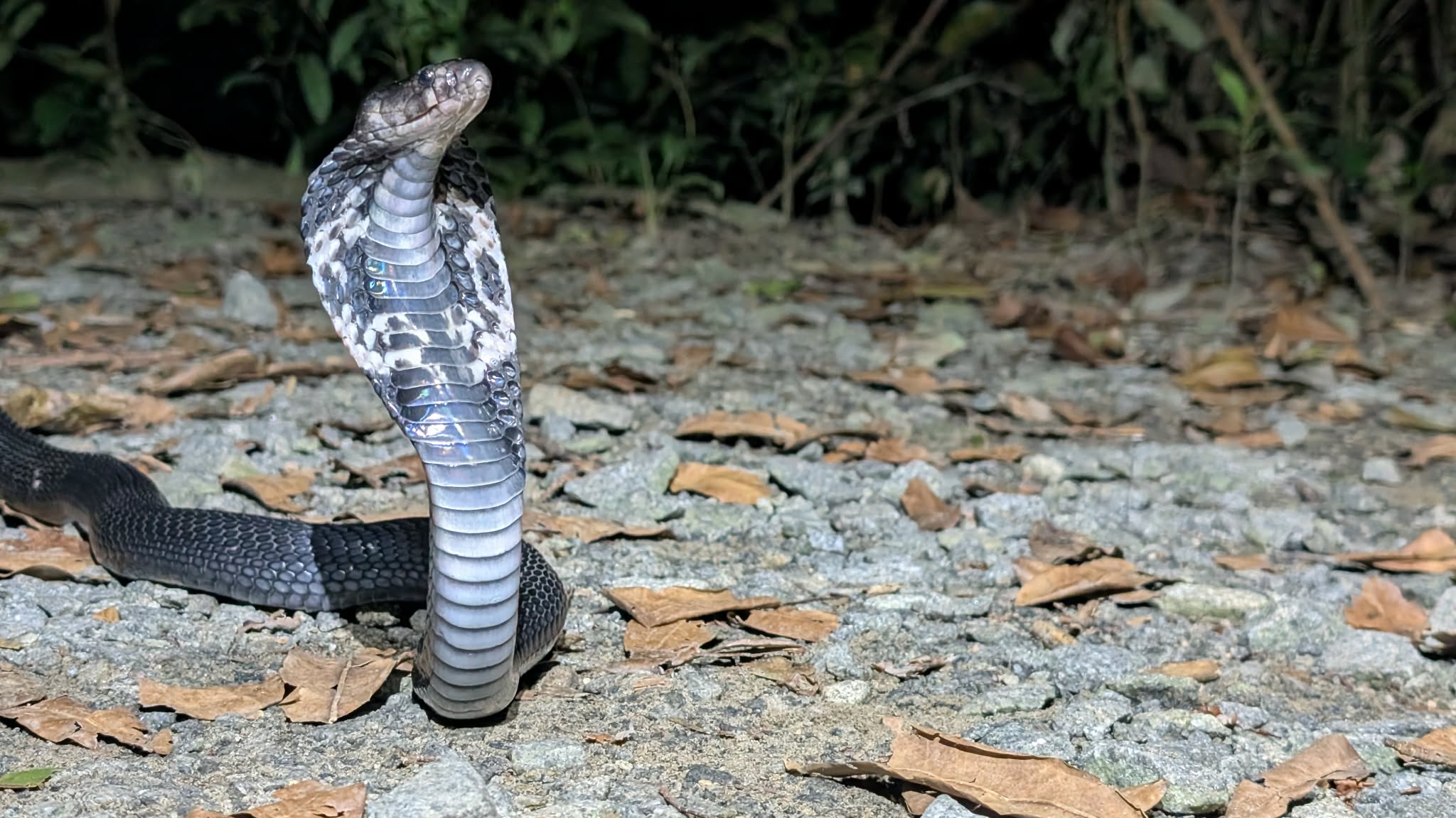 krait cobra pulau ubin