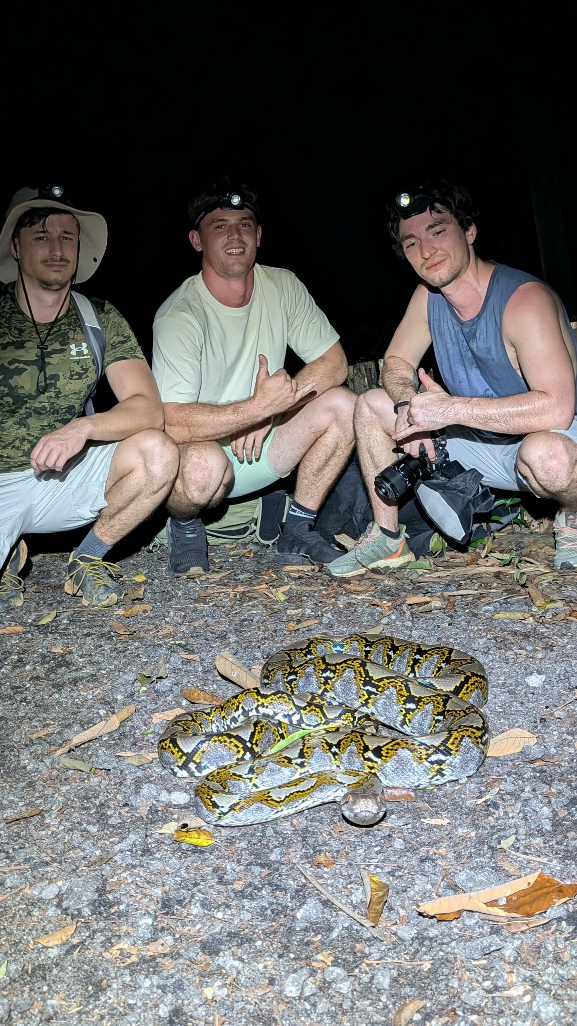 krait cobra pulau ubin