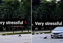 car hit monkey