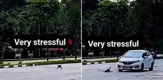 car hit monkey