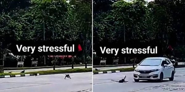 car hit monkey