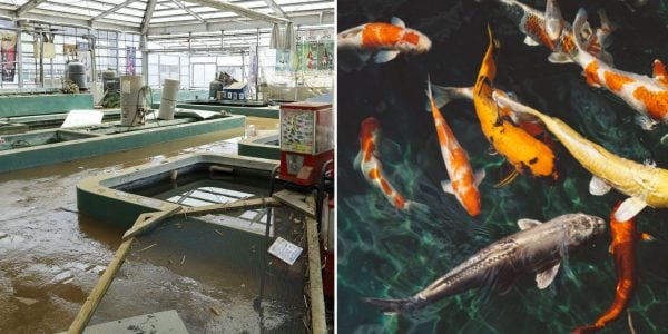 carp swept away