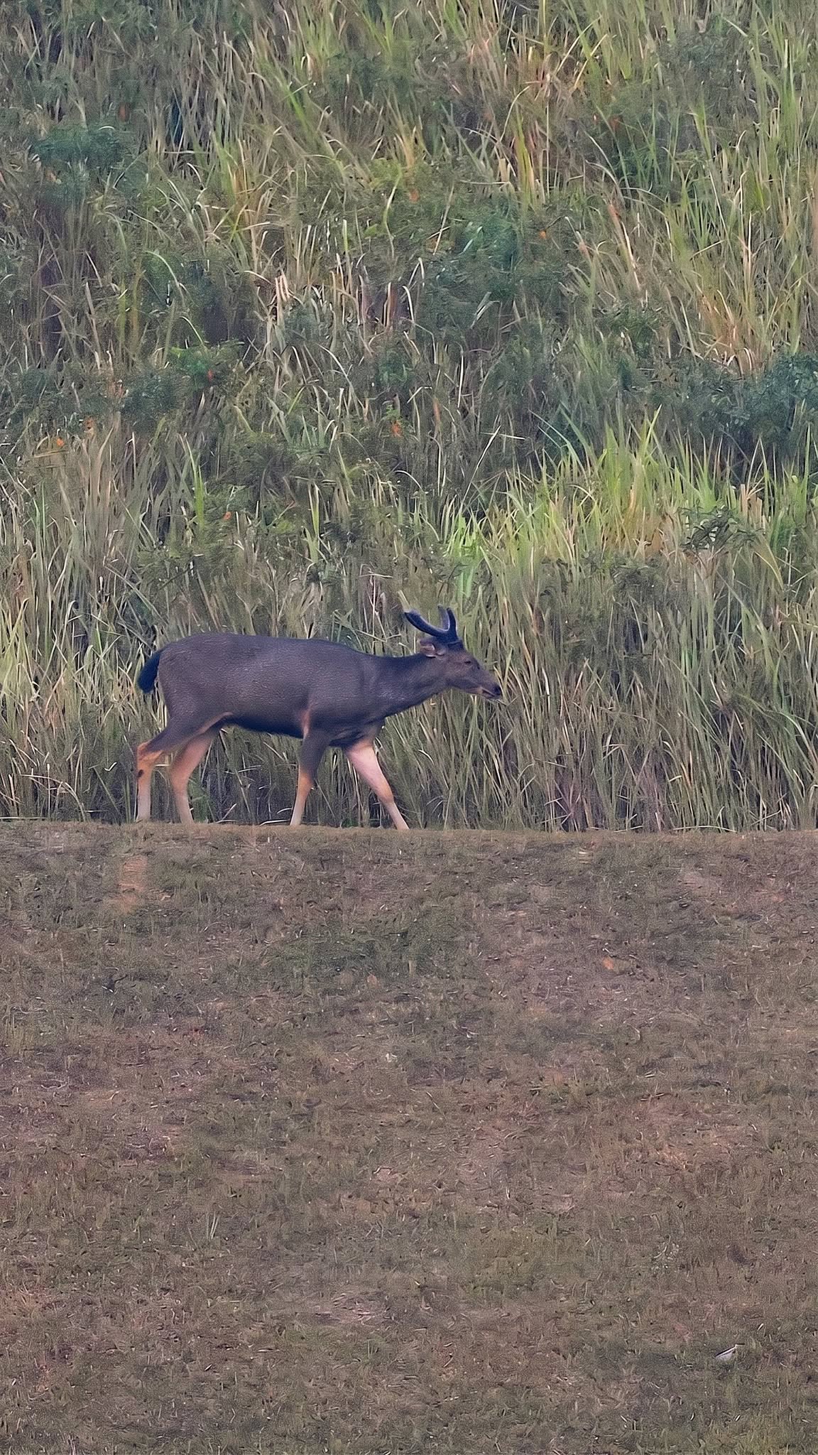 couple sambar deer
