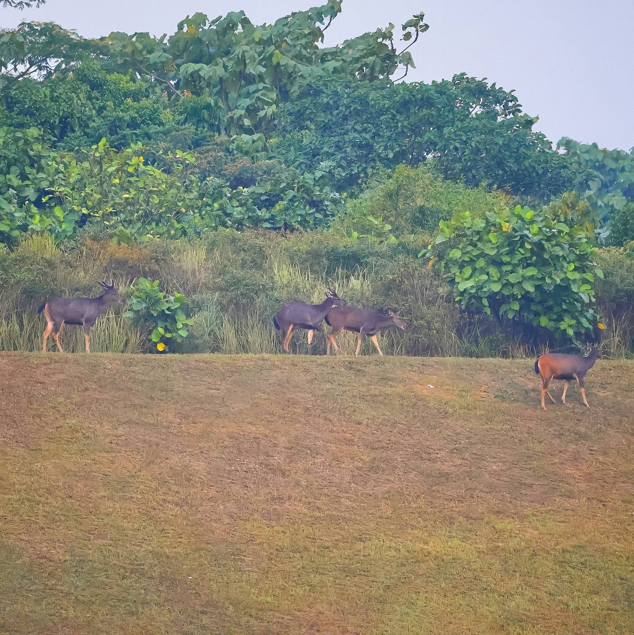 couple sambar deer