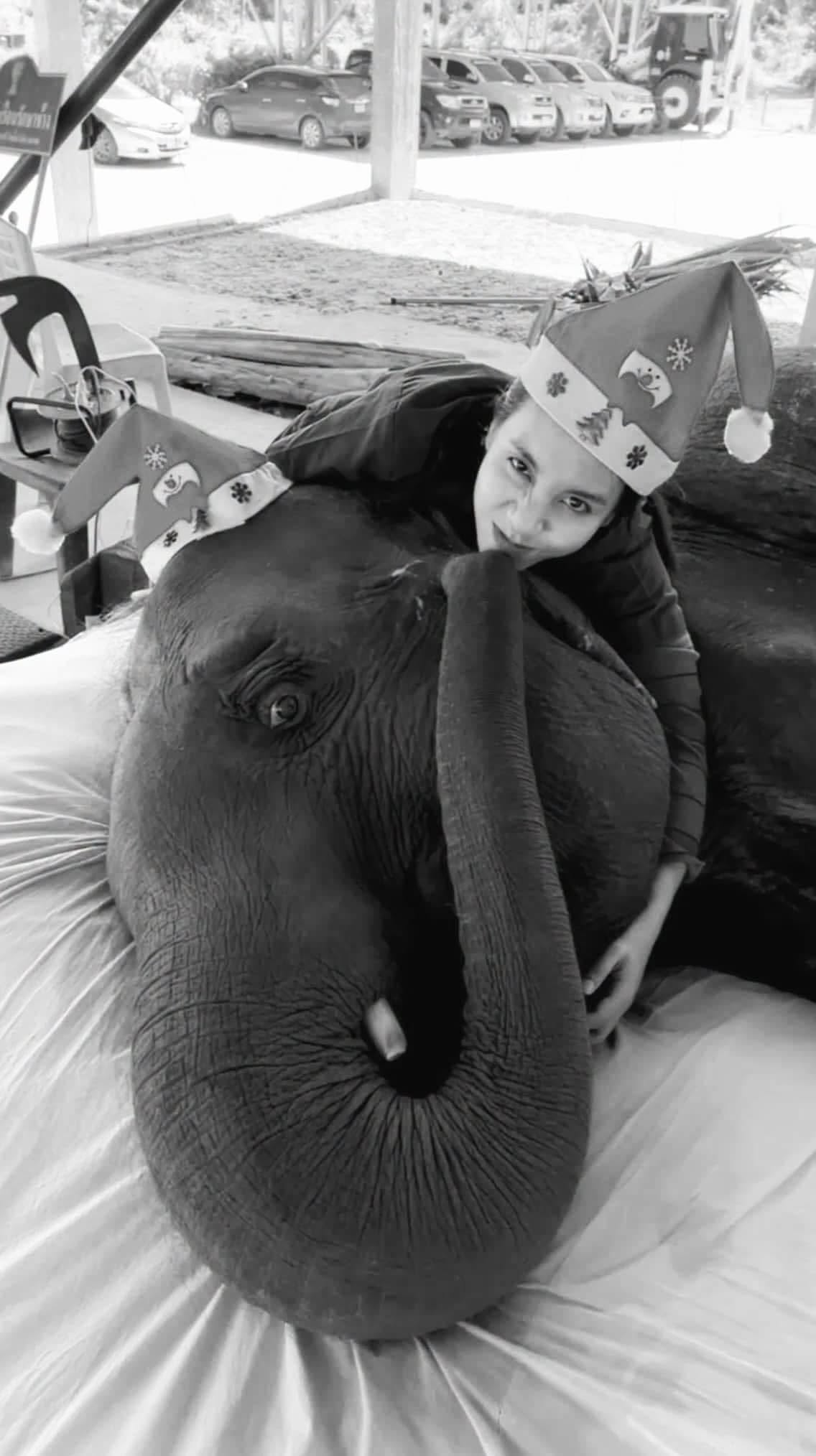 elephant bedridden dies (2)