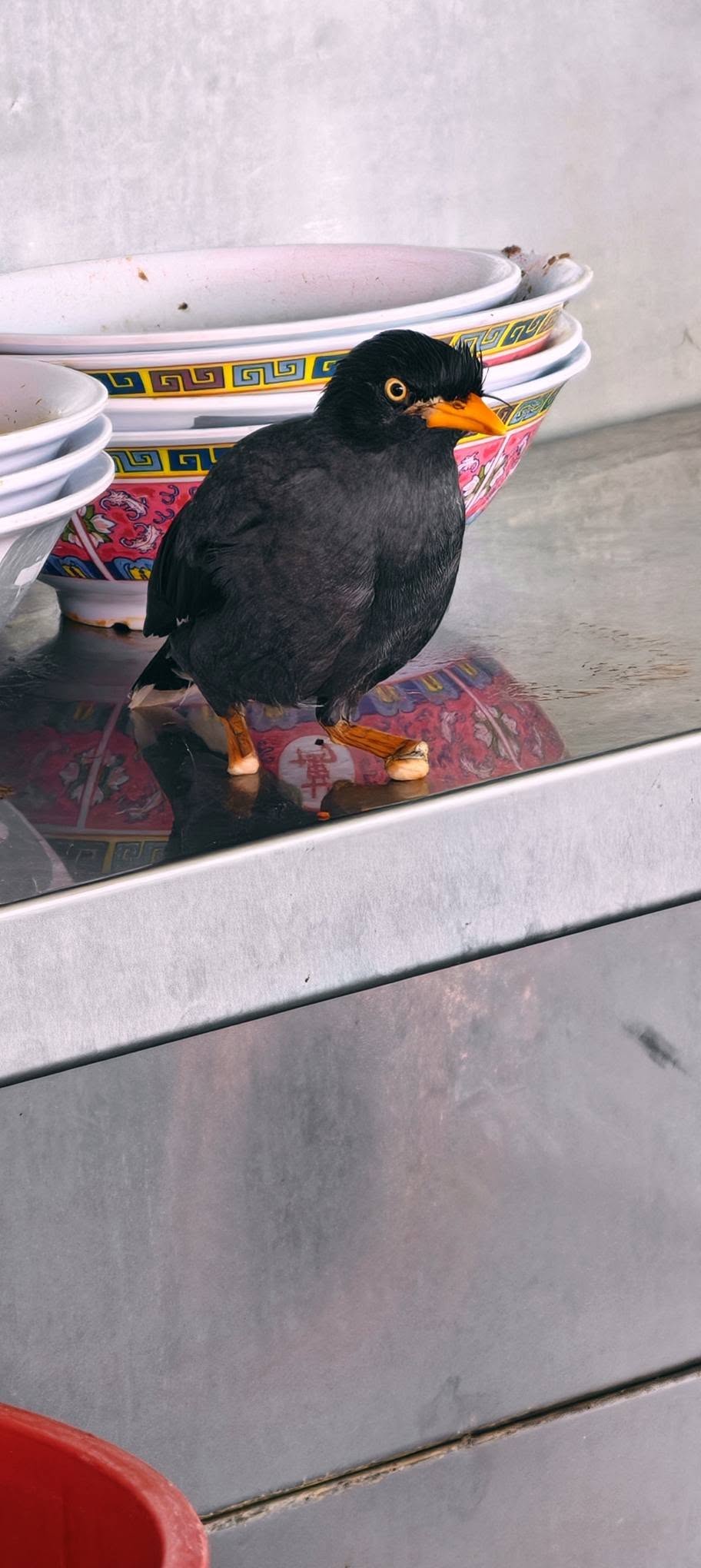 myna without feet