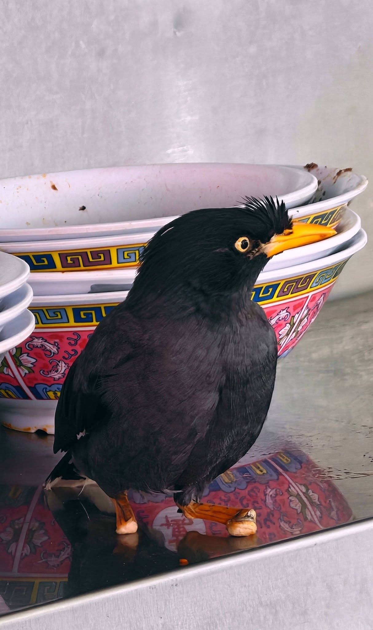 myna without feet