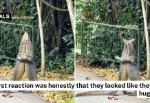 monitor lizards hugging