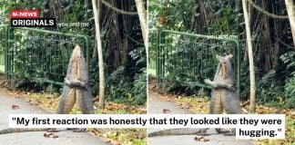 monitor lizards hugging