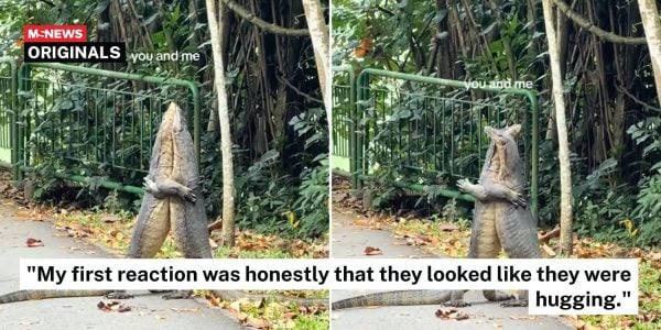 monitor lizards hugging