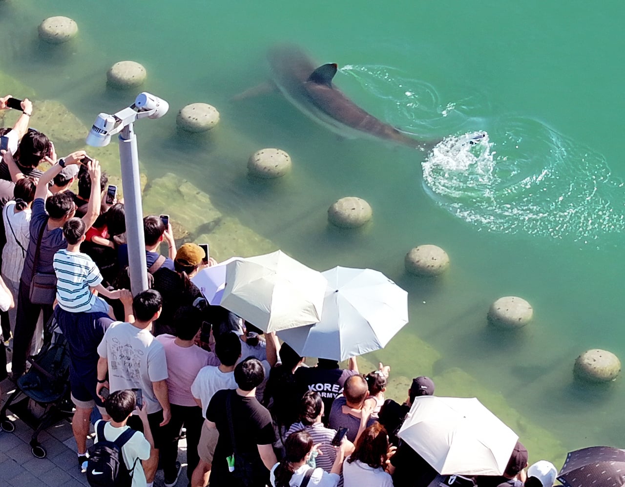 shark busan