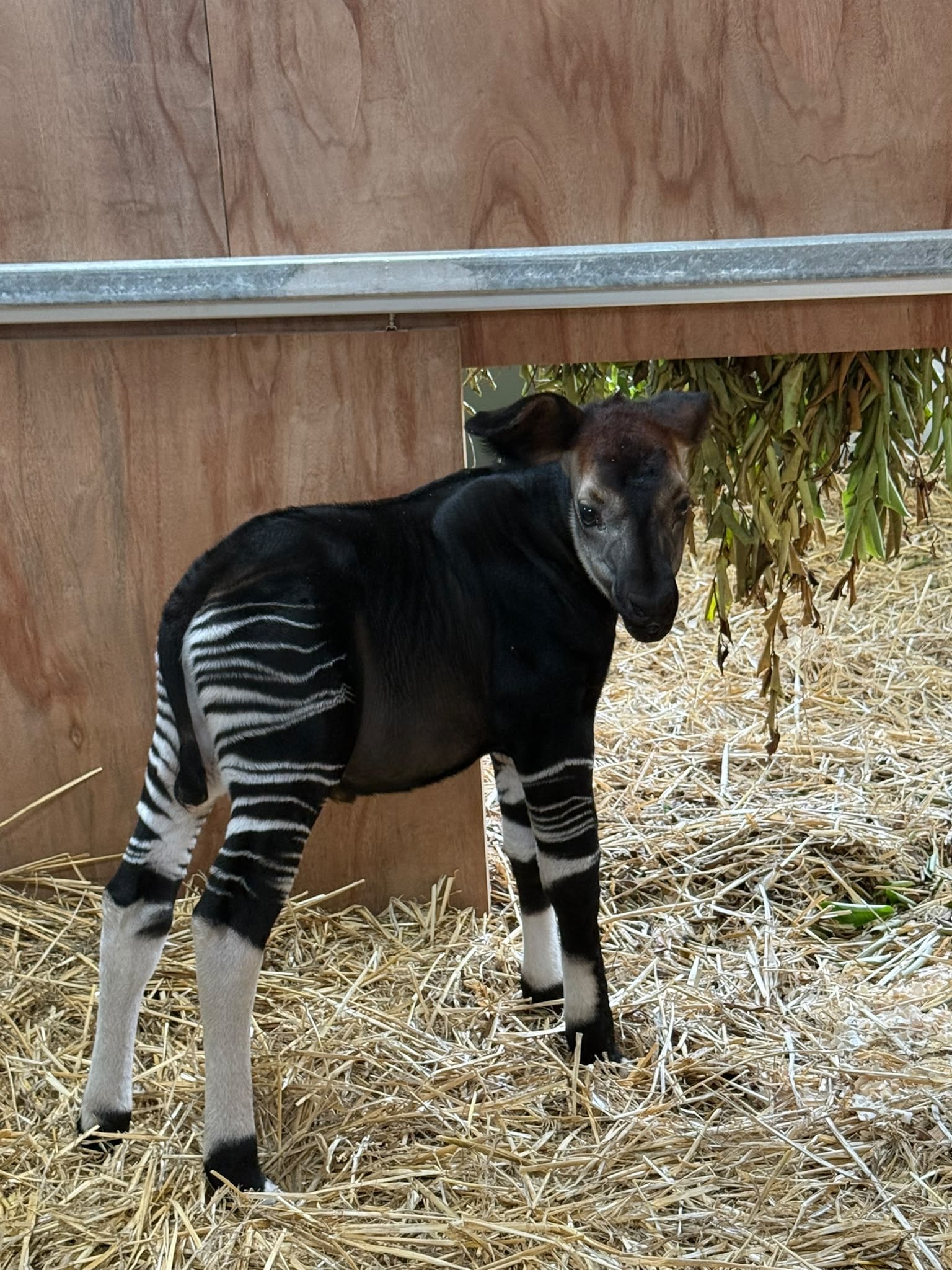 okapi calf mandai