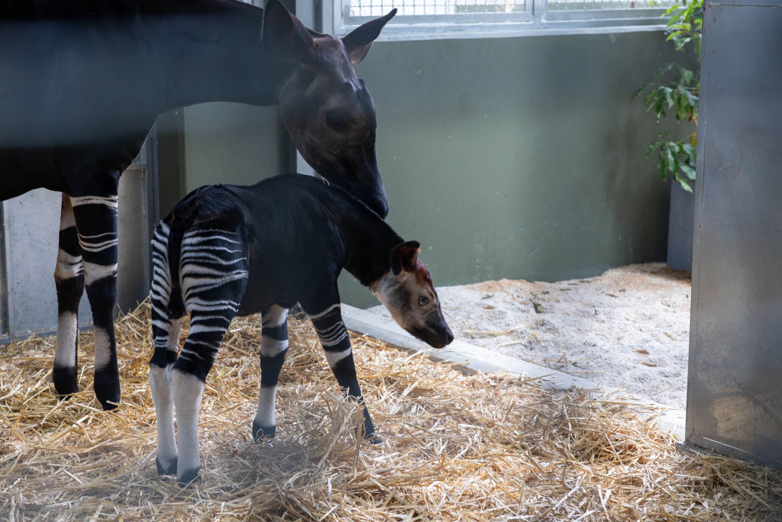 okapi calf mandai