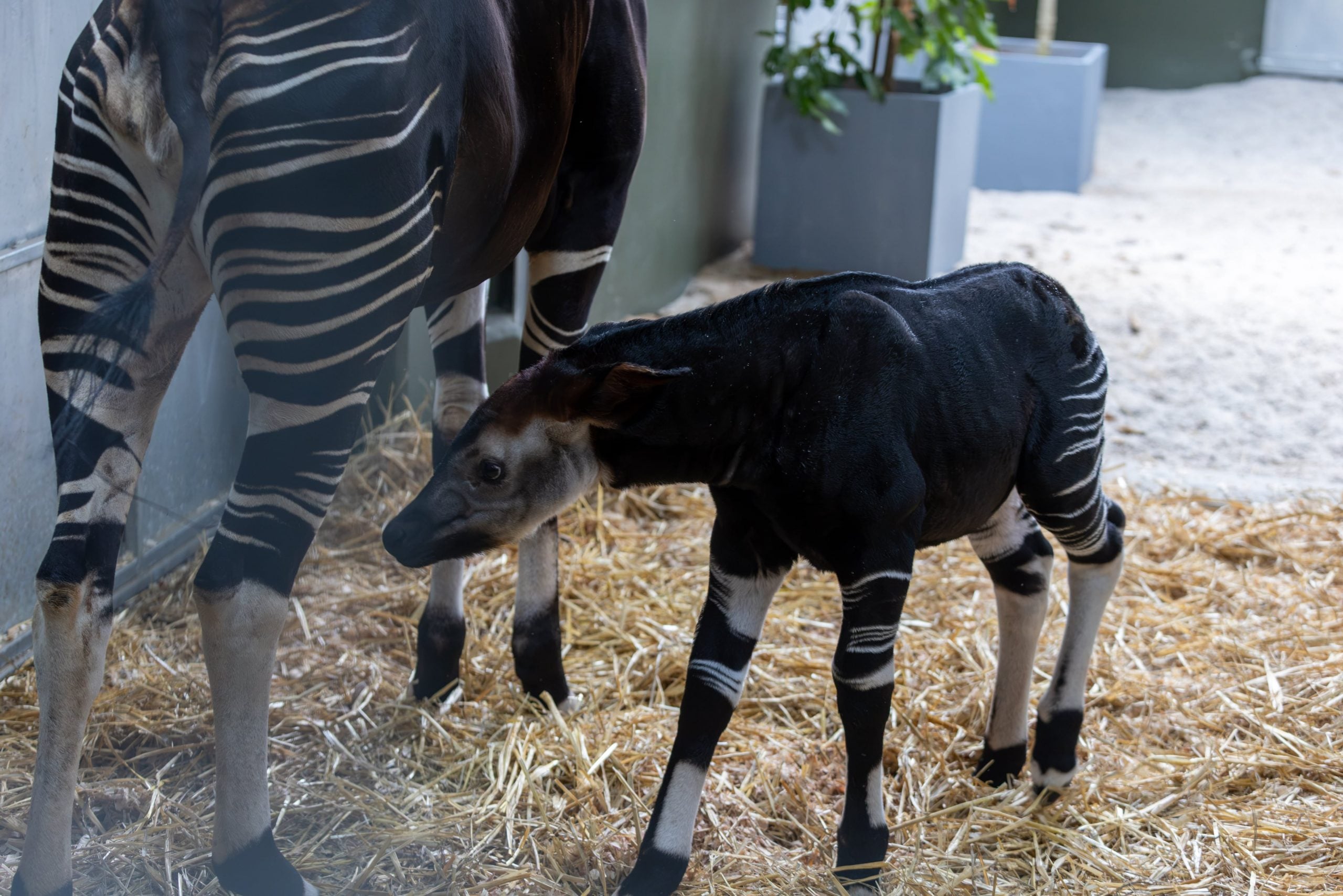 okapi calf mandai