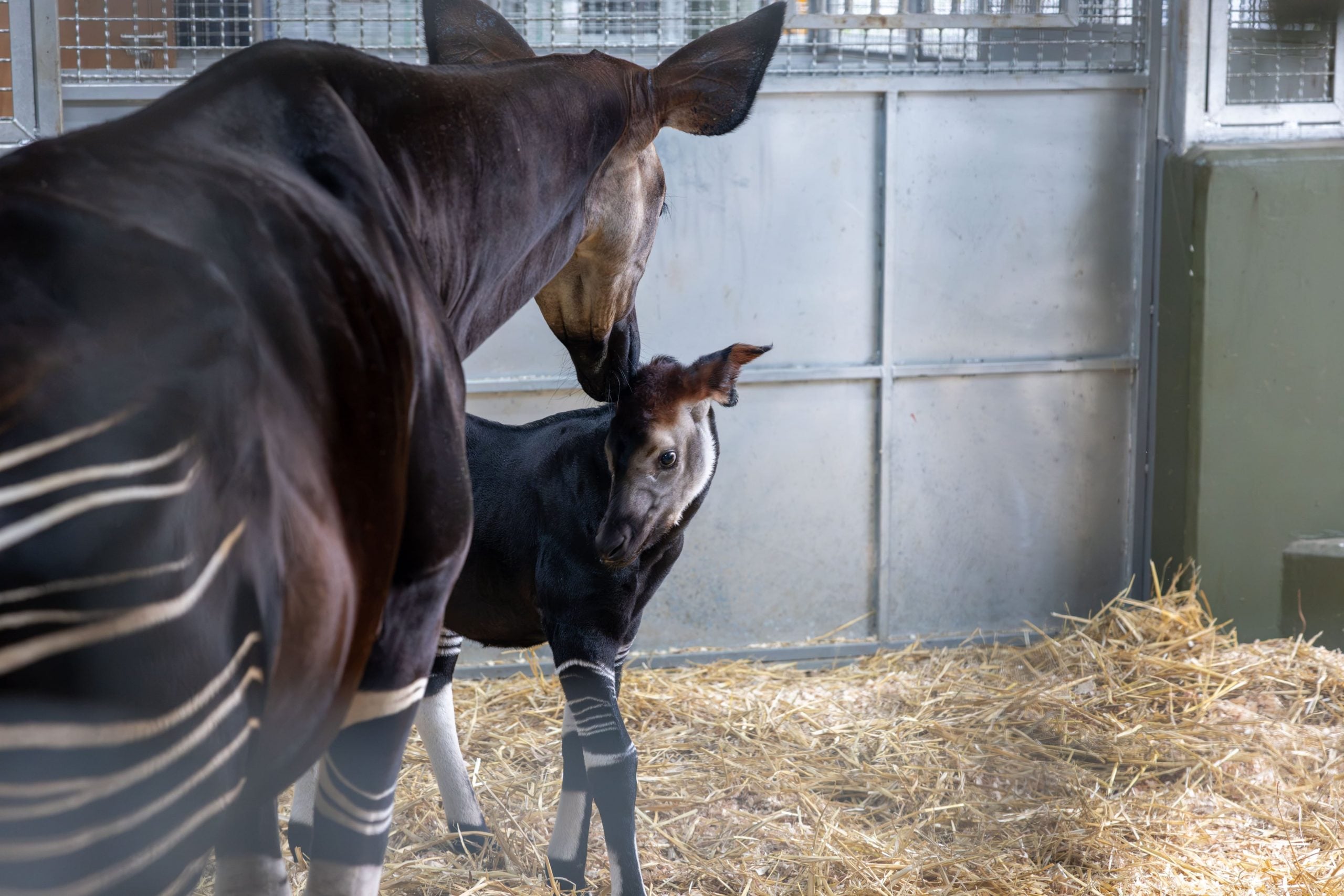 okapi calf mandai