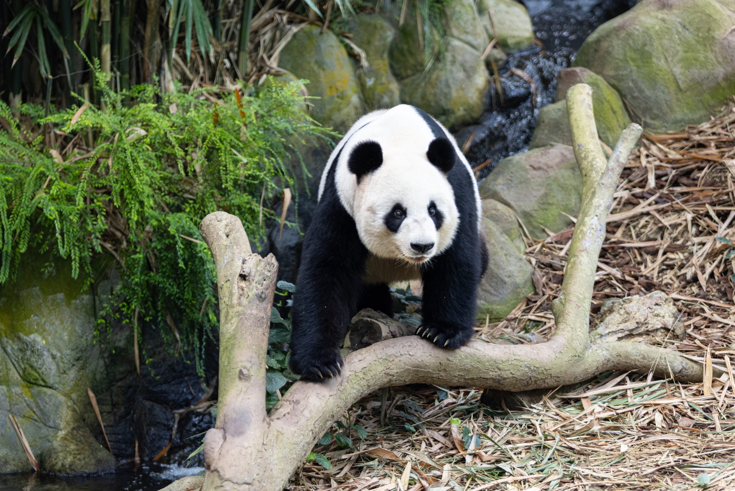 pandas birthdays river