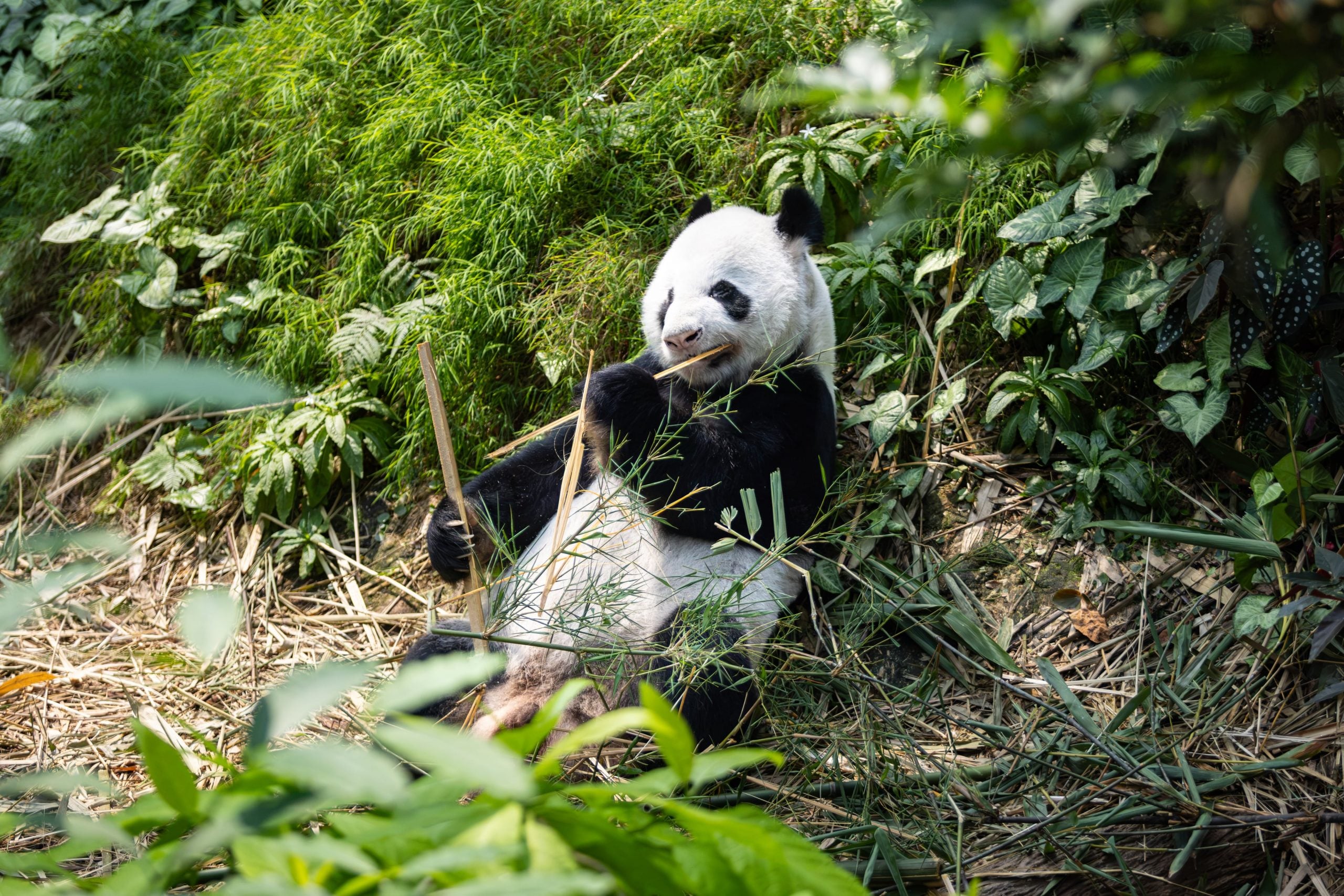 pandas birthdays river