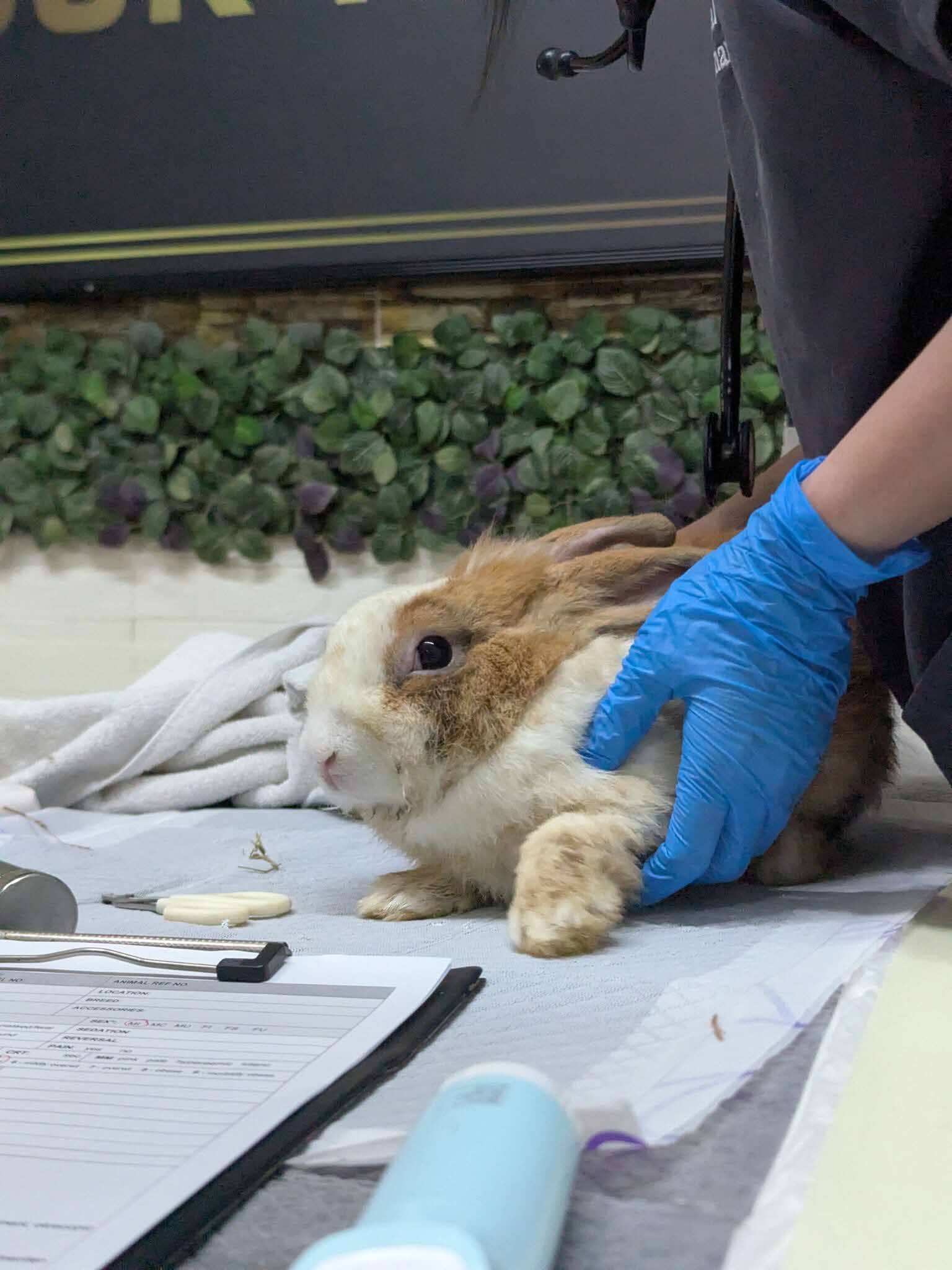 abandoned baby rabbits