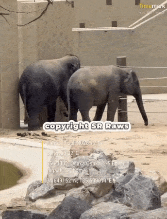return elephants japan zoo