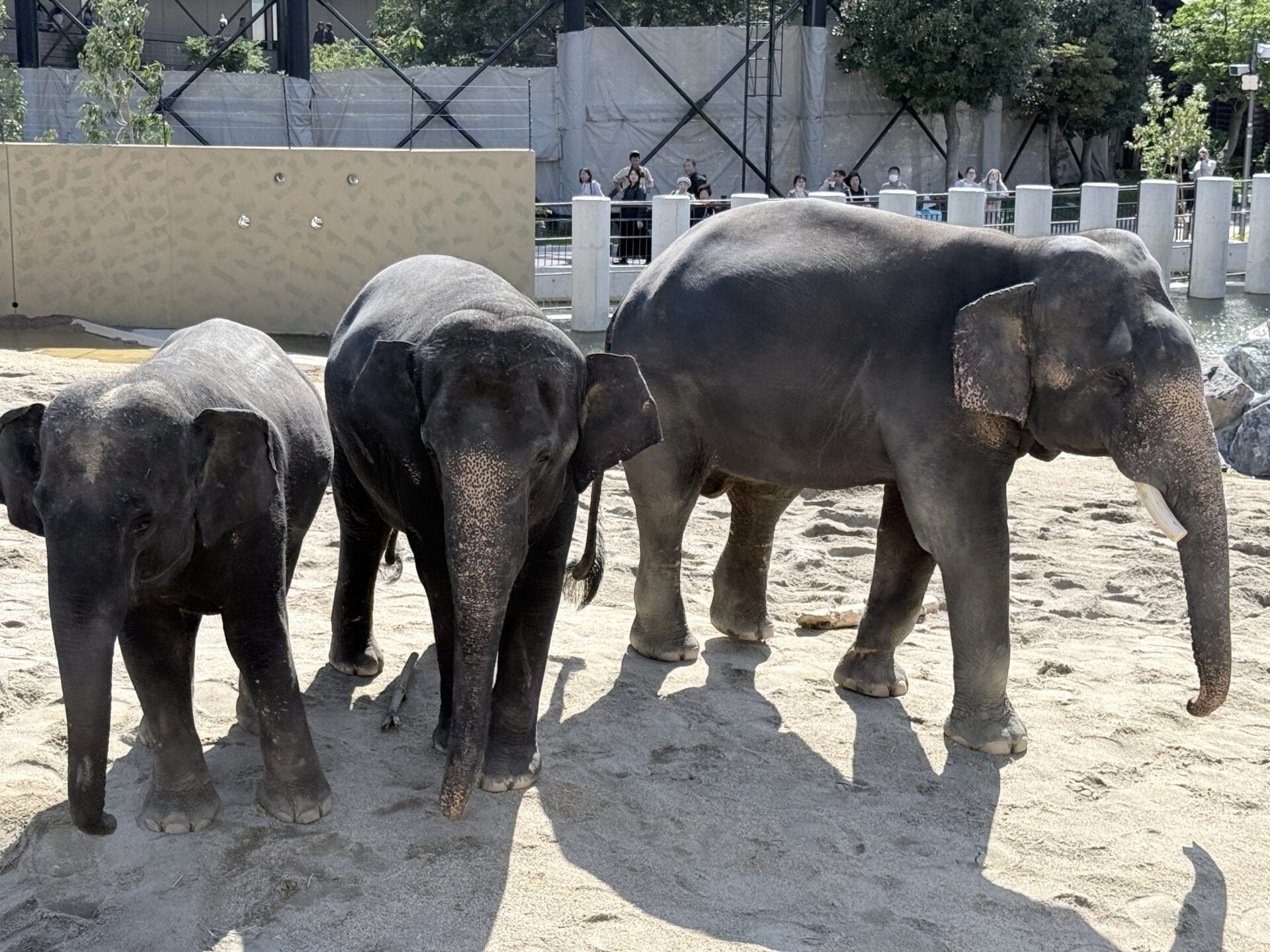 return elephants japan zoo