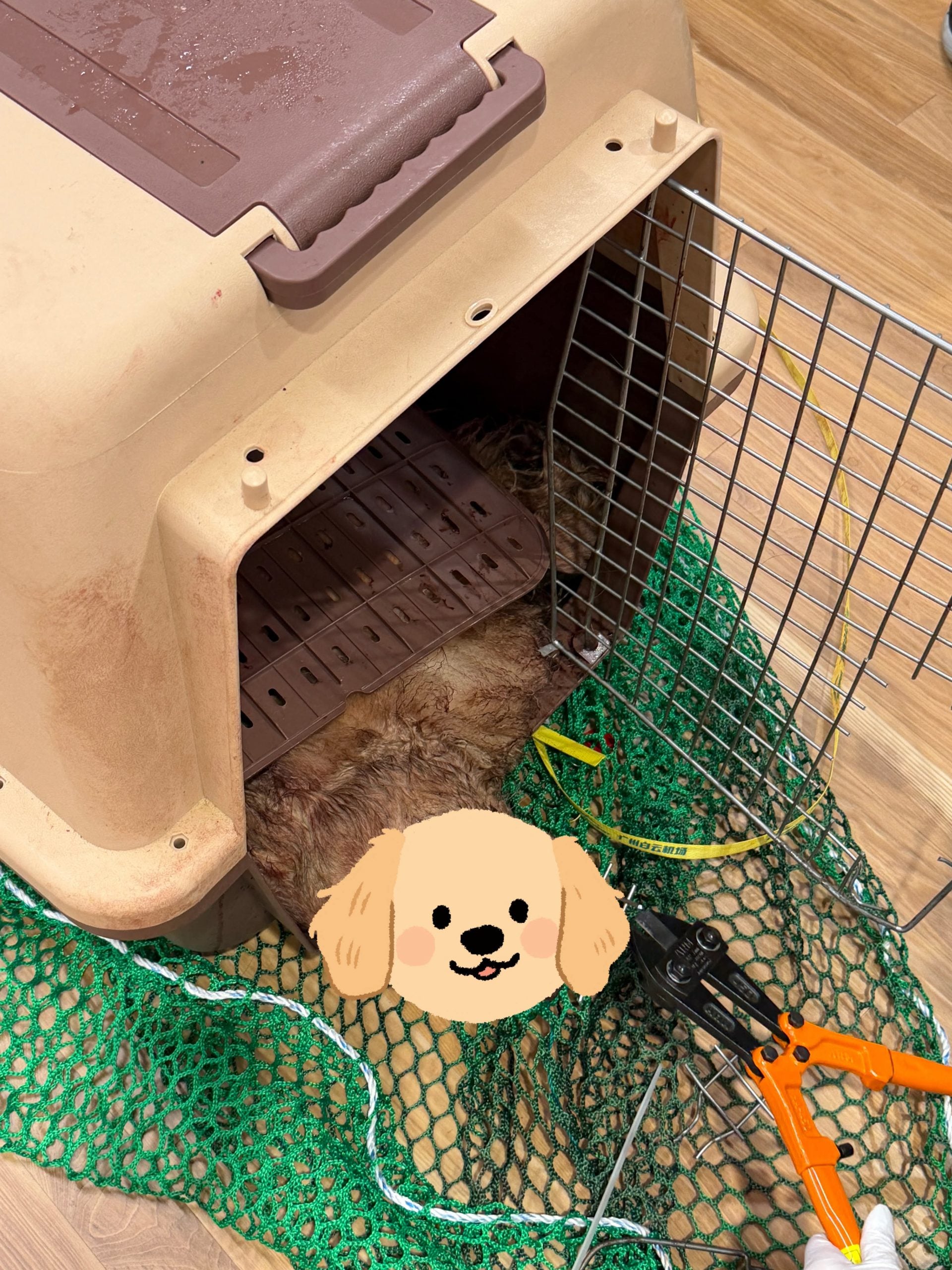 service dog dead korean air (1)