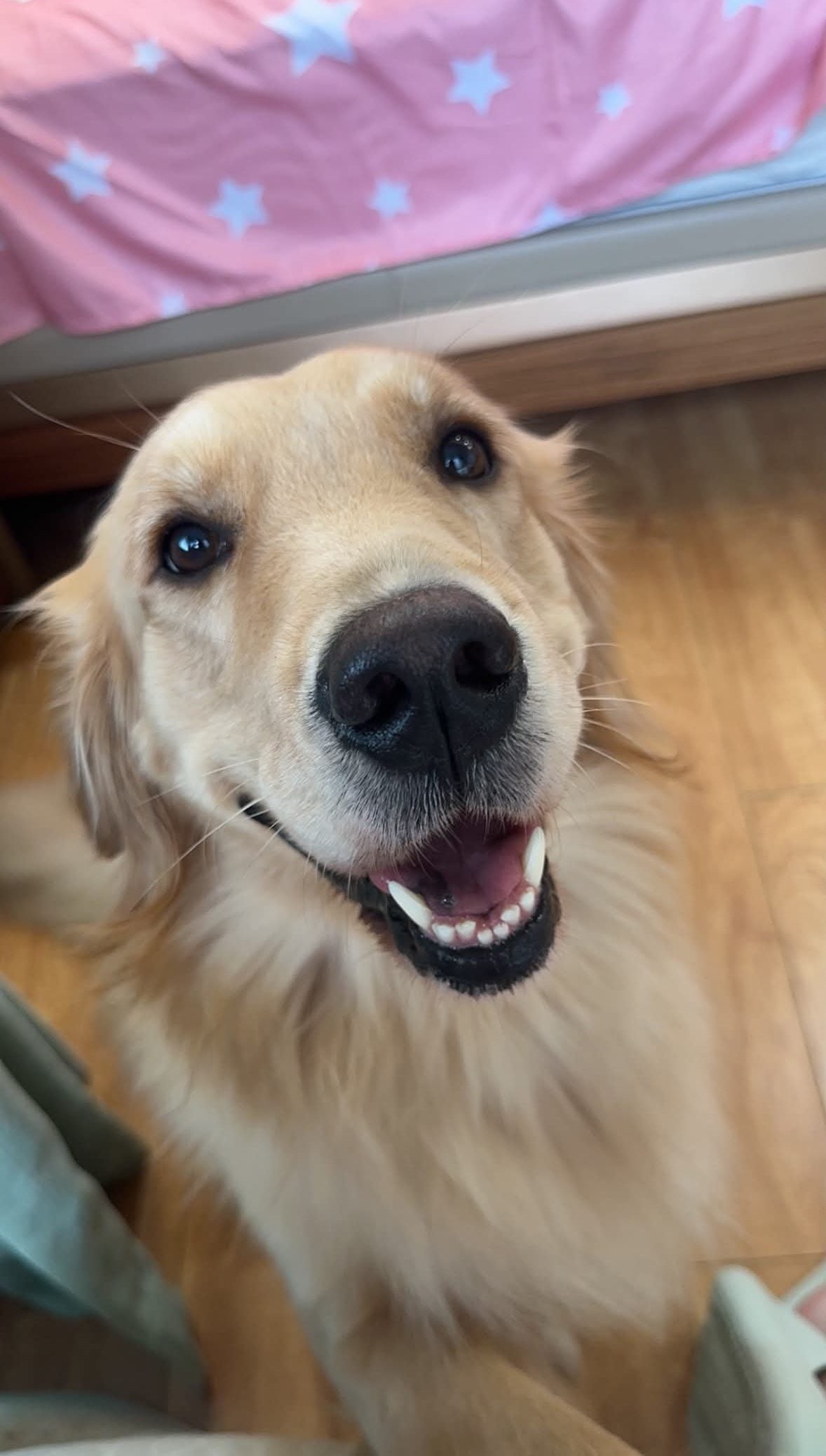 service dog dead korean air (2)