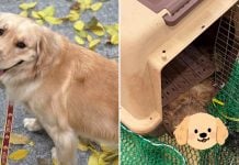 service dog dead korean air