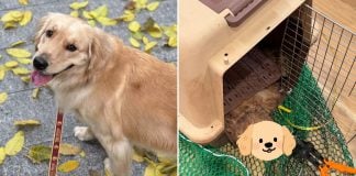 service dog dead korean air