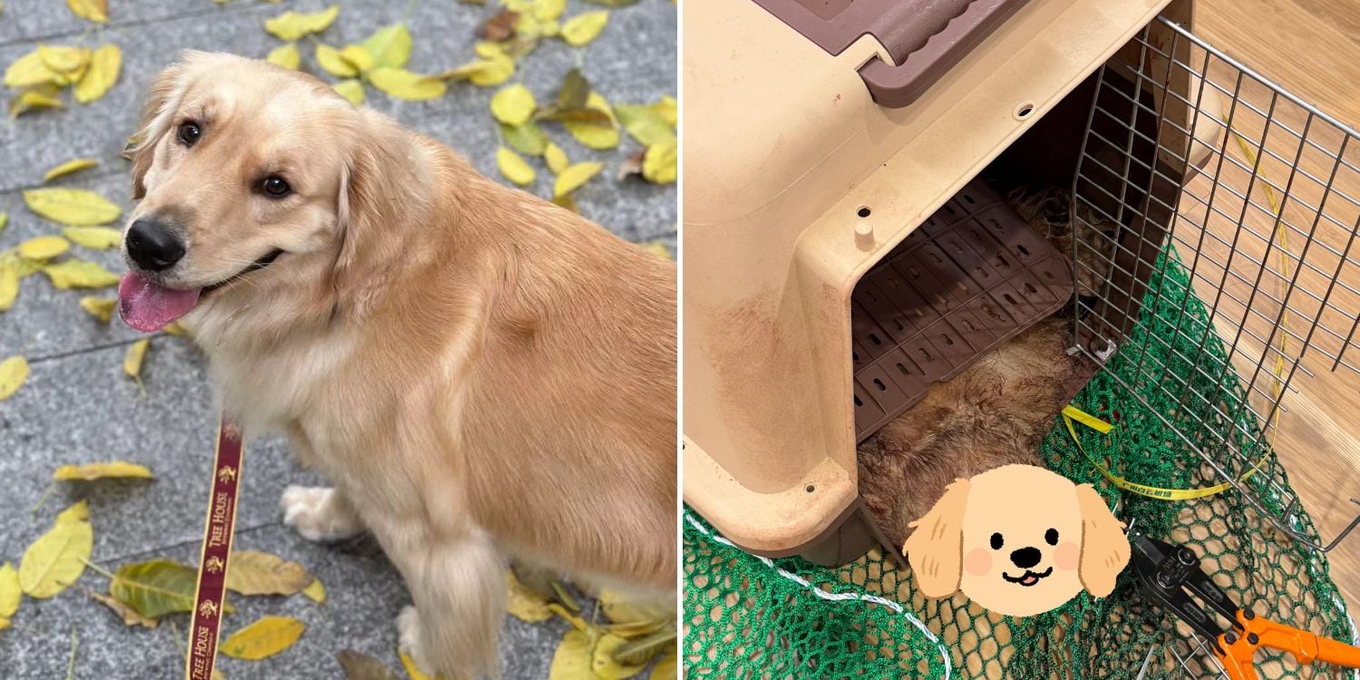 service dog dead korean air