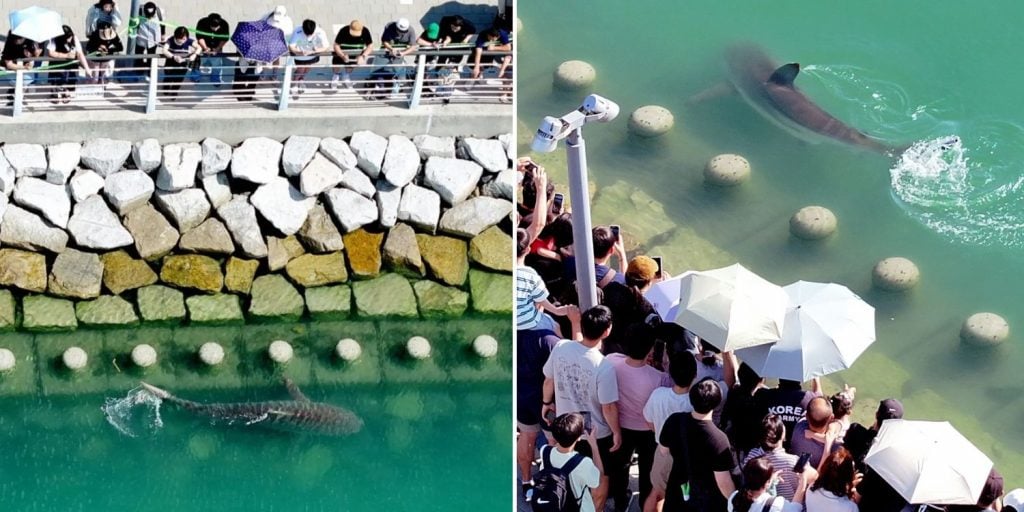 shark busan