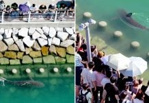 shark busan