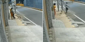 stray dogs chase