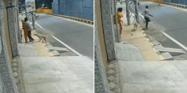 stray dogs chase