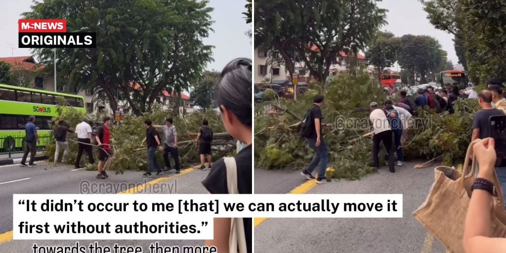 tree fell macpherson road