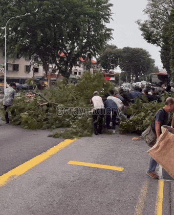tree fell macpherson road (2)