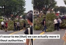 tree fell macpherson road