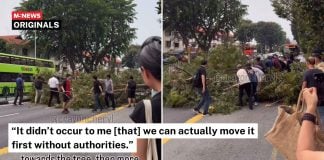 tree fell macpherson road