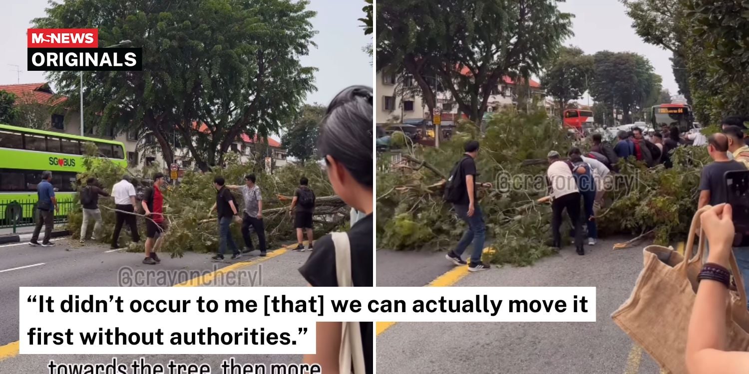 tree fell macpherson road