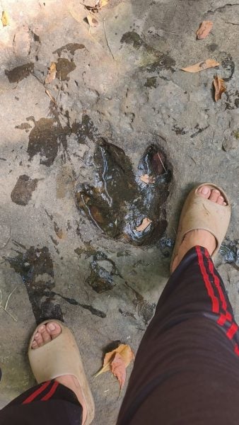 dinosaur track thailand