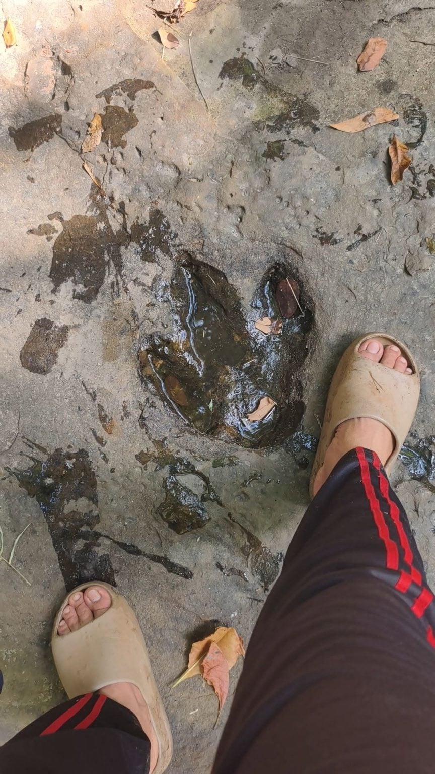 Tracking Footsteps Man encounters suspected dinosaur footprints in Thai forest ...